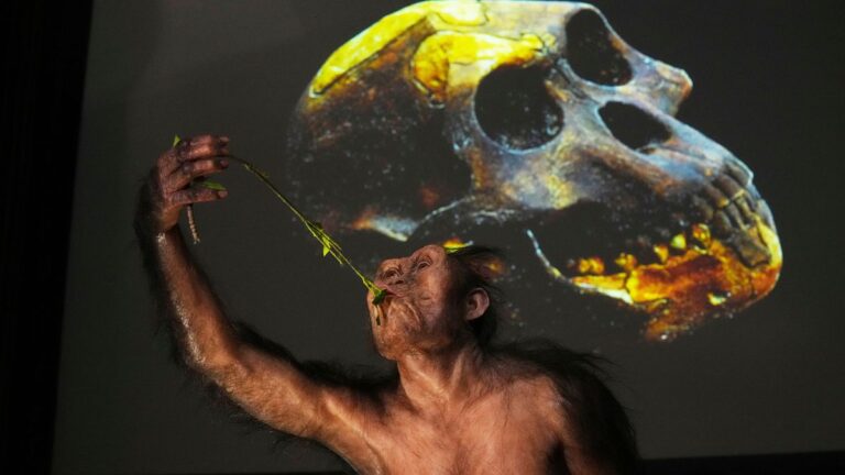 Los fósiles de Lucy y Selam se presentan en Europa por primera vez en una notable exhibición