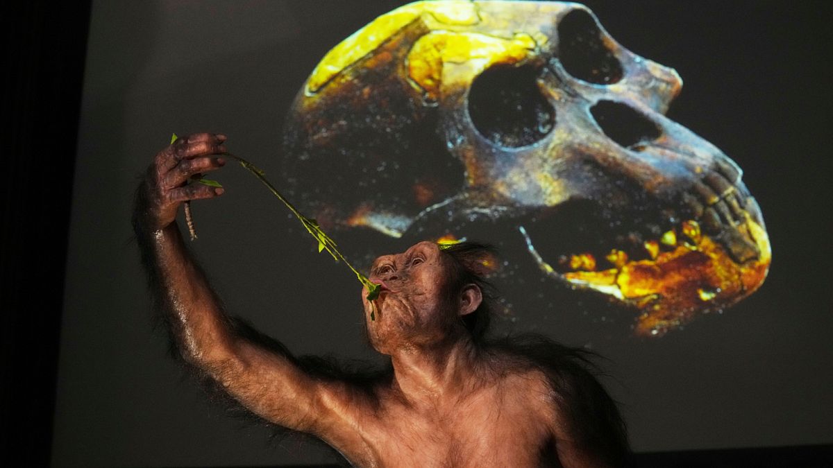 Los fósiles de Lucy y Selam se presentan en Europa por primera vez en una notable exhibición