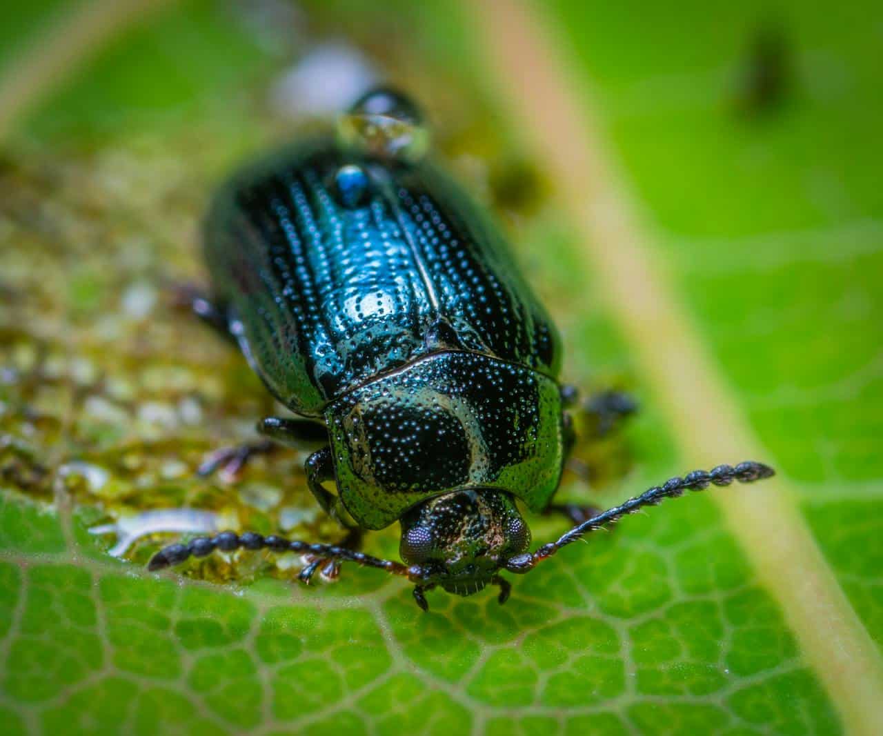 Nuevas especies de escarabajos descubiertas en los Andes de Perú, Ecuador y Bolivia