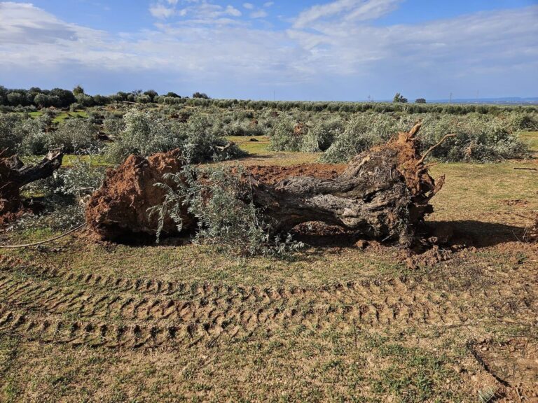 Conflicto judicial por megaplantas solares y tala de olivos en Lopera, Arjona y Marmolejo, Jaén