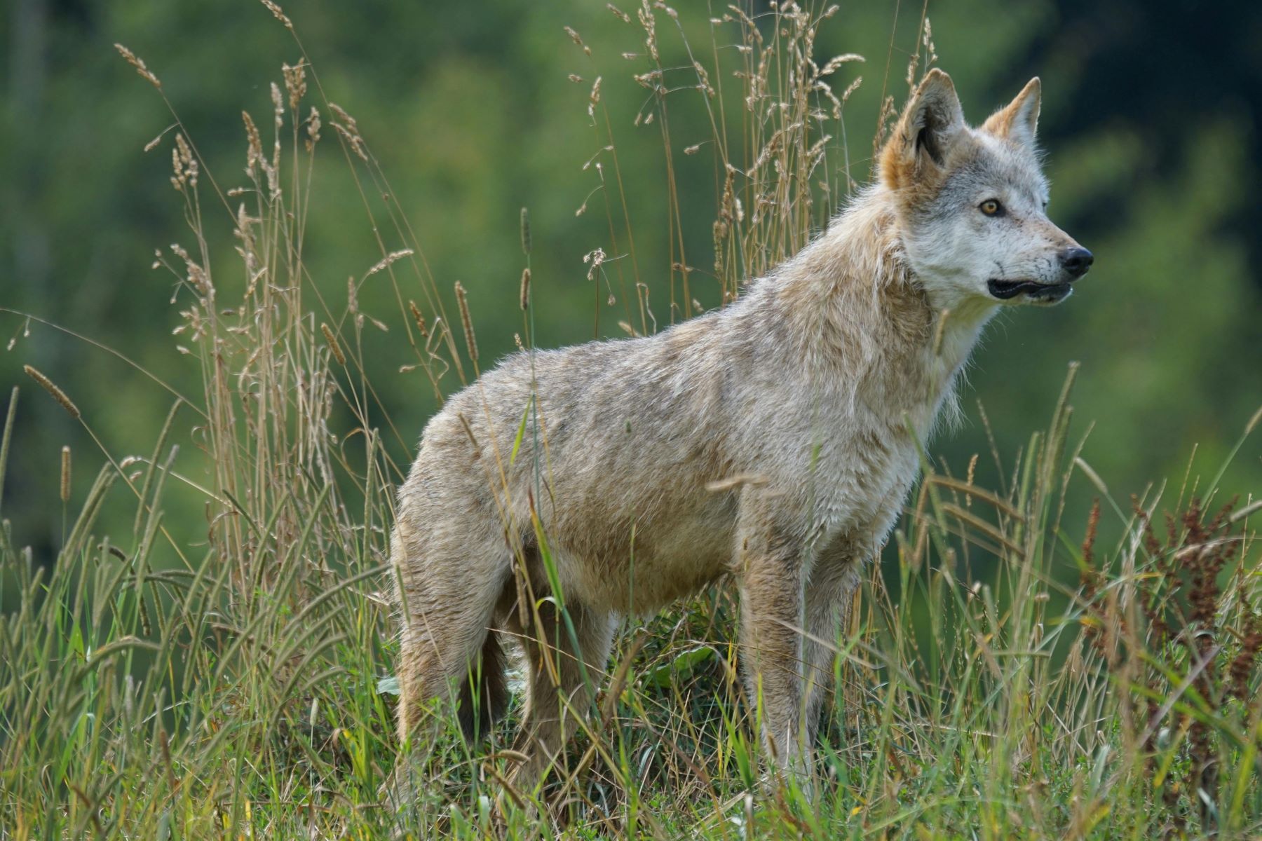 Cantabria, tras abatir lobos ilegalmente, ahora propone la caza de perros asilvestrados