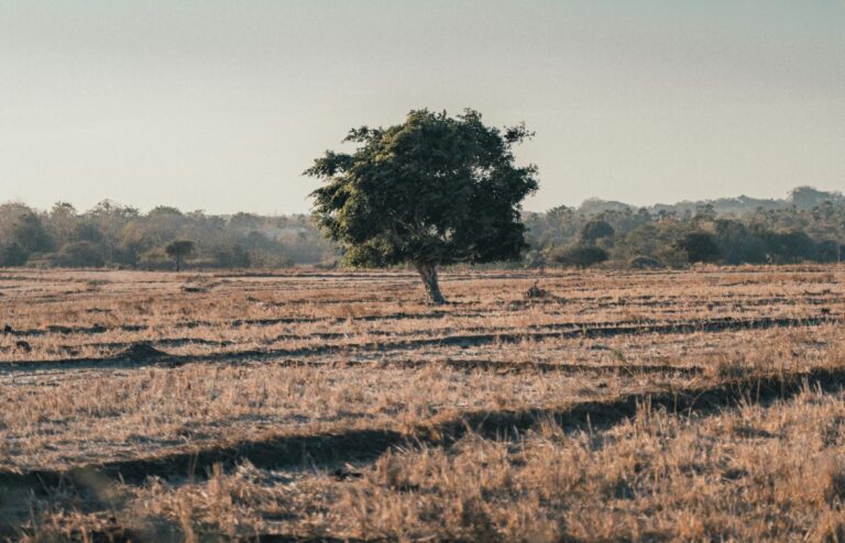 Desertificación en Cataluña es un problema que afecta a la agricultura y los ecosistemas locales