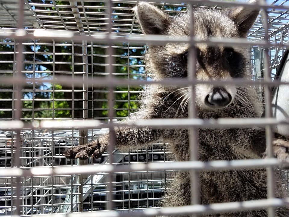 La Guardia Civil clausura un zoo ilegal en Nules con 150 especies exóticas, varias en peligro de