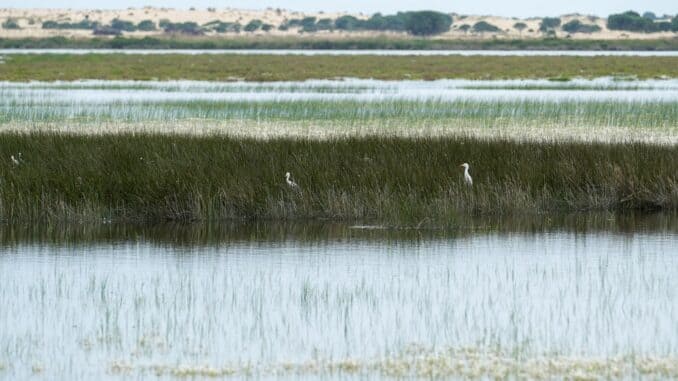 La Oficina Técnica de Doñana coordina la restauración ecológica y hidrológica de la finca Los
