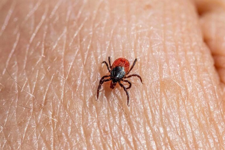 Aumentan las garrapatas en España debido a las altas temperaturas, advierte ANECPLA