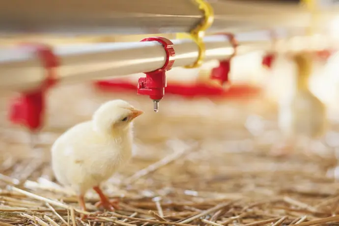 ECDC reporta un caso de gripe aviar A(H5N1) en una niña menor de 10 años en Camboya