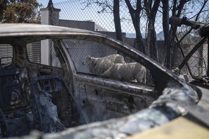 Archivo - Dos ovejas en las instalaciones de una vivienda afectada por el fuego