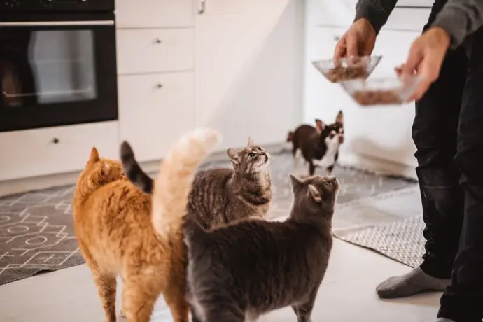 Gatos con demencia: su estudio podría brindar pistas sobre el tratamiento del Alzheimer en humanos