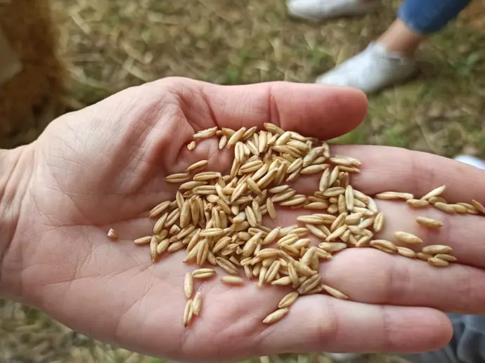 El 90% de los nutricionistas considera saludables las alternativas vegetales a los lácteos