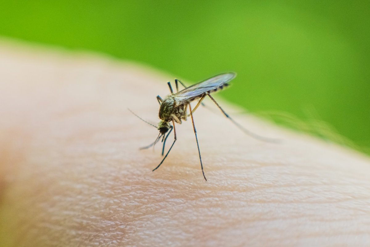 El ECDC advierte que los brotes históricos de enfermedades por mosquitos serán la nueva