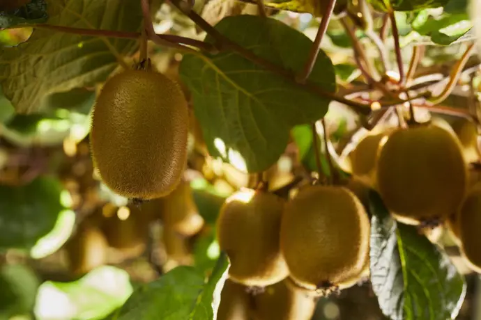La Comisión Europea acepta oficialmente la declaración sobre los beneficios digestivos del kiwi