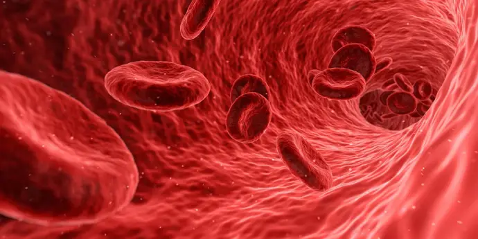 La disminución del flujo sanguíneo afecta a las células madre y promueve la metástasis tumoral