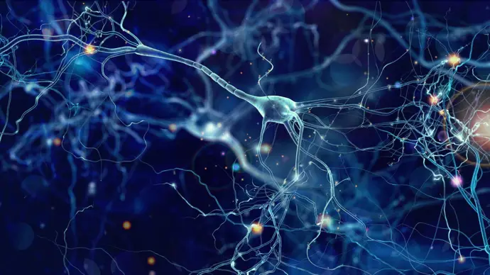 El cerebro regula el azúcar en sangre tanto en momentos de estrés como en situaciones cotidianas