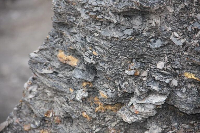 Descubren en Sudamérica un yacimiento de ámbar del mesozoico con insectos preservados