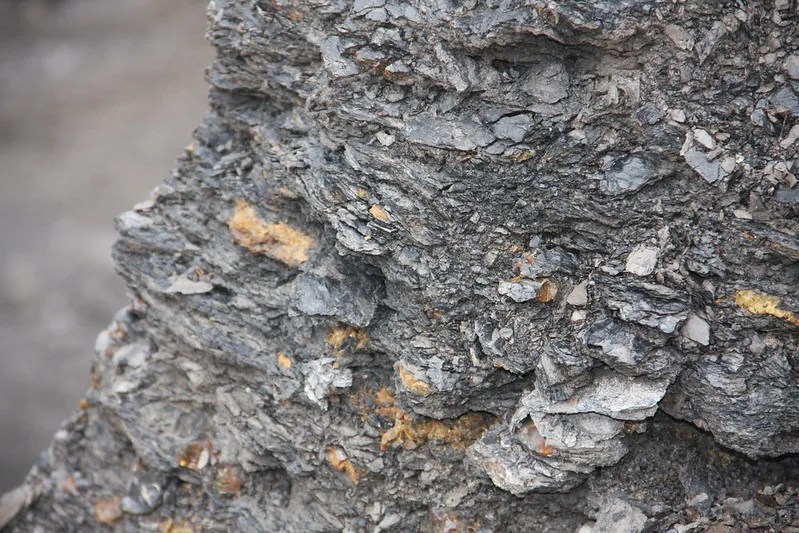 Descubren en Sudamérica un yacimiento de ámbar del mesozoico con insectos preservados