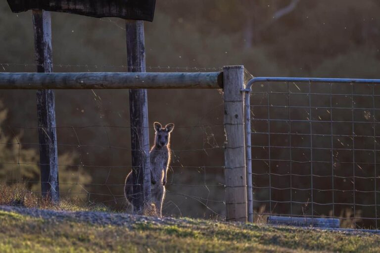 Australia enfrenta serios retos por el cambio climático, como el aumento del nivel del mar y olas