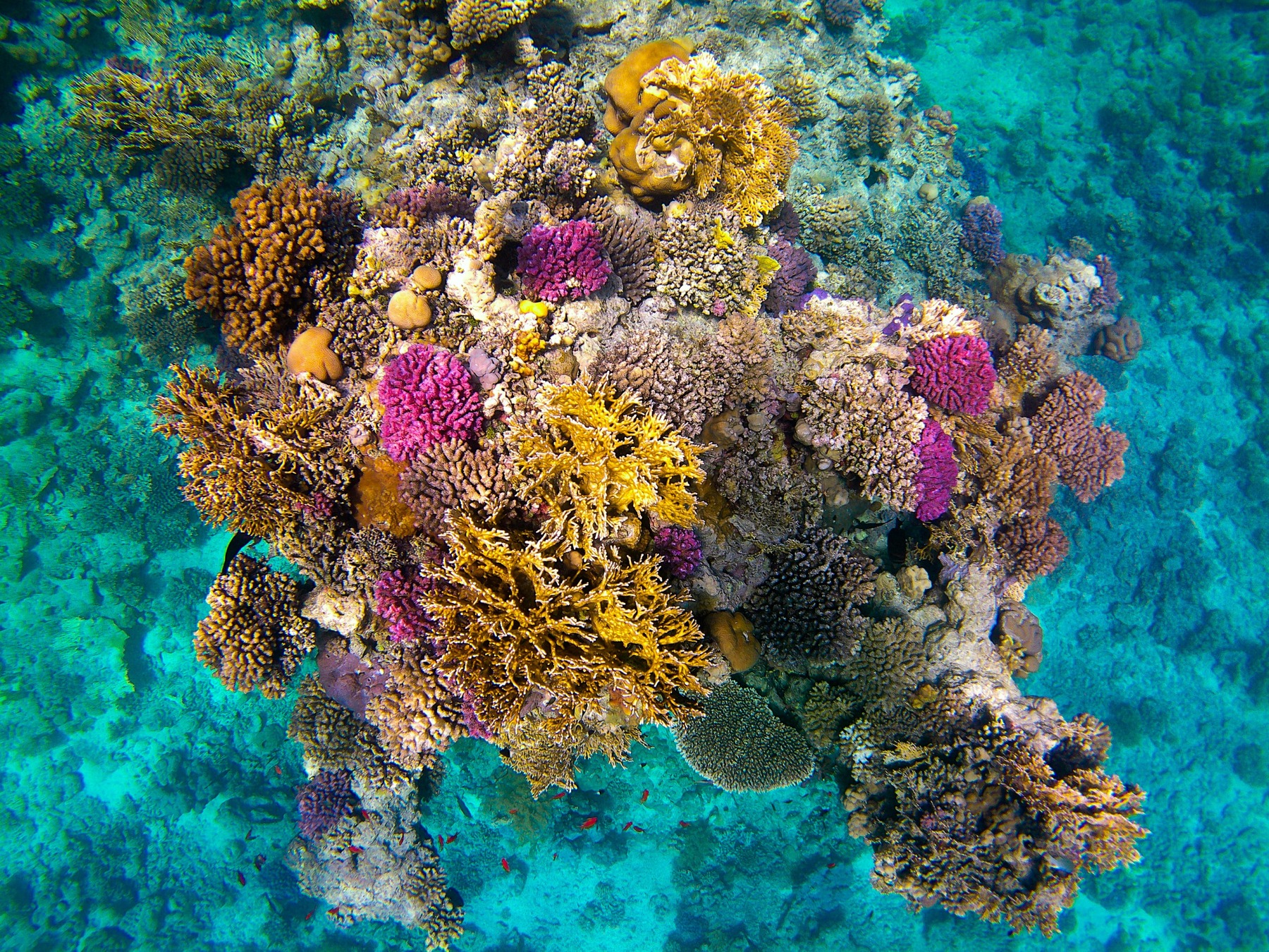 Científicos identifican 108 especies marinas en peligro de extinción en Cuba