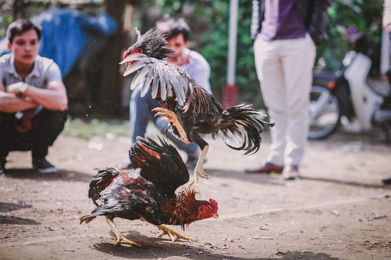 Colombia prohíbe las corridas de toros y las peleas de gallos tras fallo de la Corte Constitucional