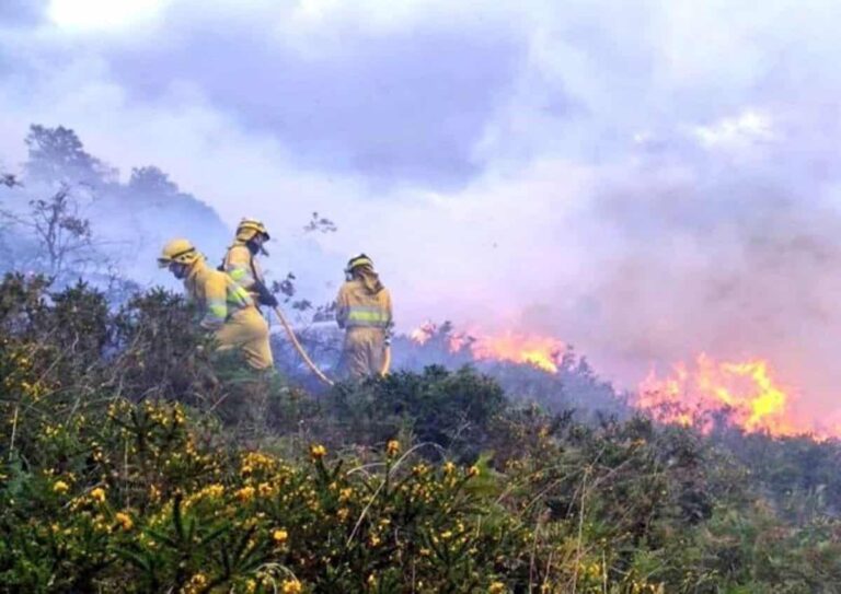 Inician las labores de restauración ecológica en el Monte de la Sierra de Ruesga, Cantabria