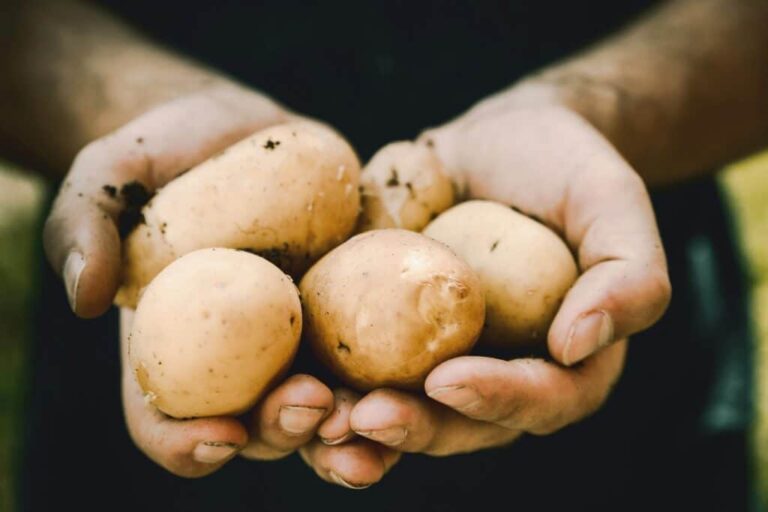 El cultivo ecológico crece rápidamente en Ibiza