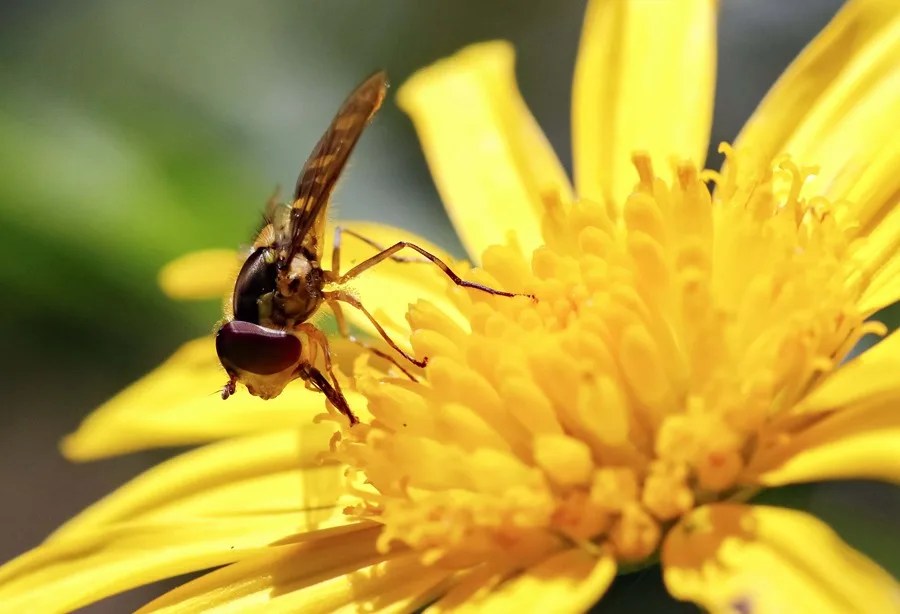 Una especie de adelfa emite el aroma de hormigas heridas para atraer moscas polinizadoras