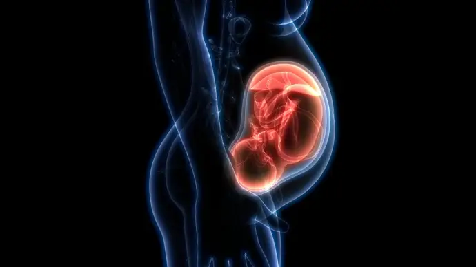 ¿Es la placenta clave en la evolución cognitiva y la neurodiversidad humana?