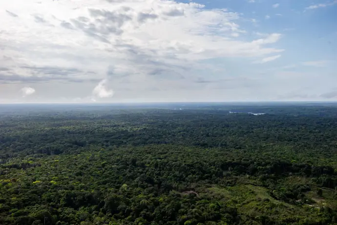Bosques en tierras indígenas del Amazonas disminuyen la propagación de 27 enfermedades