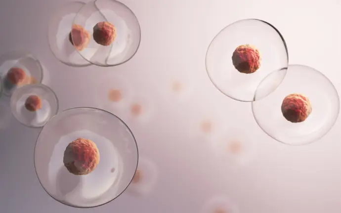 Identifican que el metabolismo actúa como regulador del desarrollo embrionario