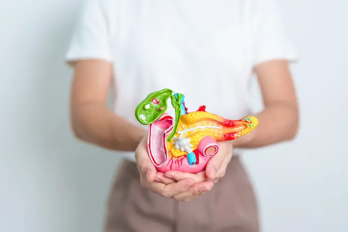 El páncreas cuenta con un mecanismo natural para enfrentar la diabetes tipo 2