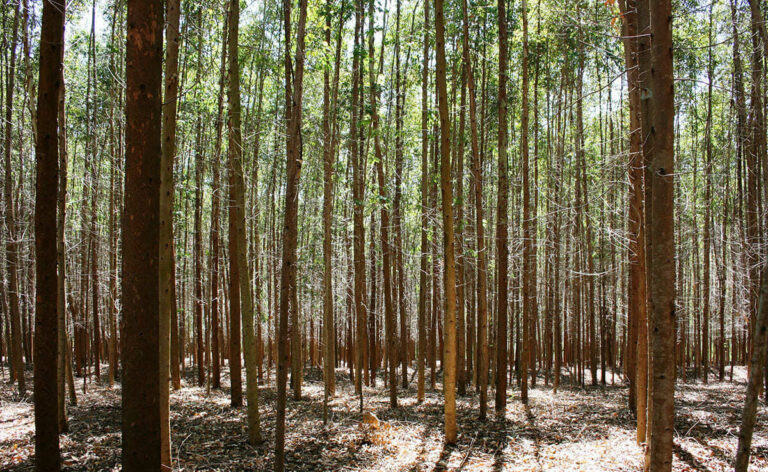 Felipe Macías sugiere plantar eucaliptos para ayudar a prevenir incendios forestales