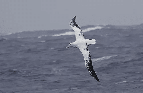 Regreso de aves marinas a islas mexicanas, incluyendo albatros grises y blancos, extintas localmente