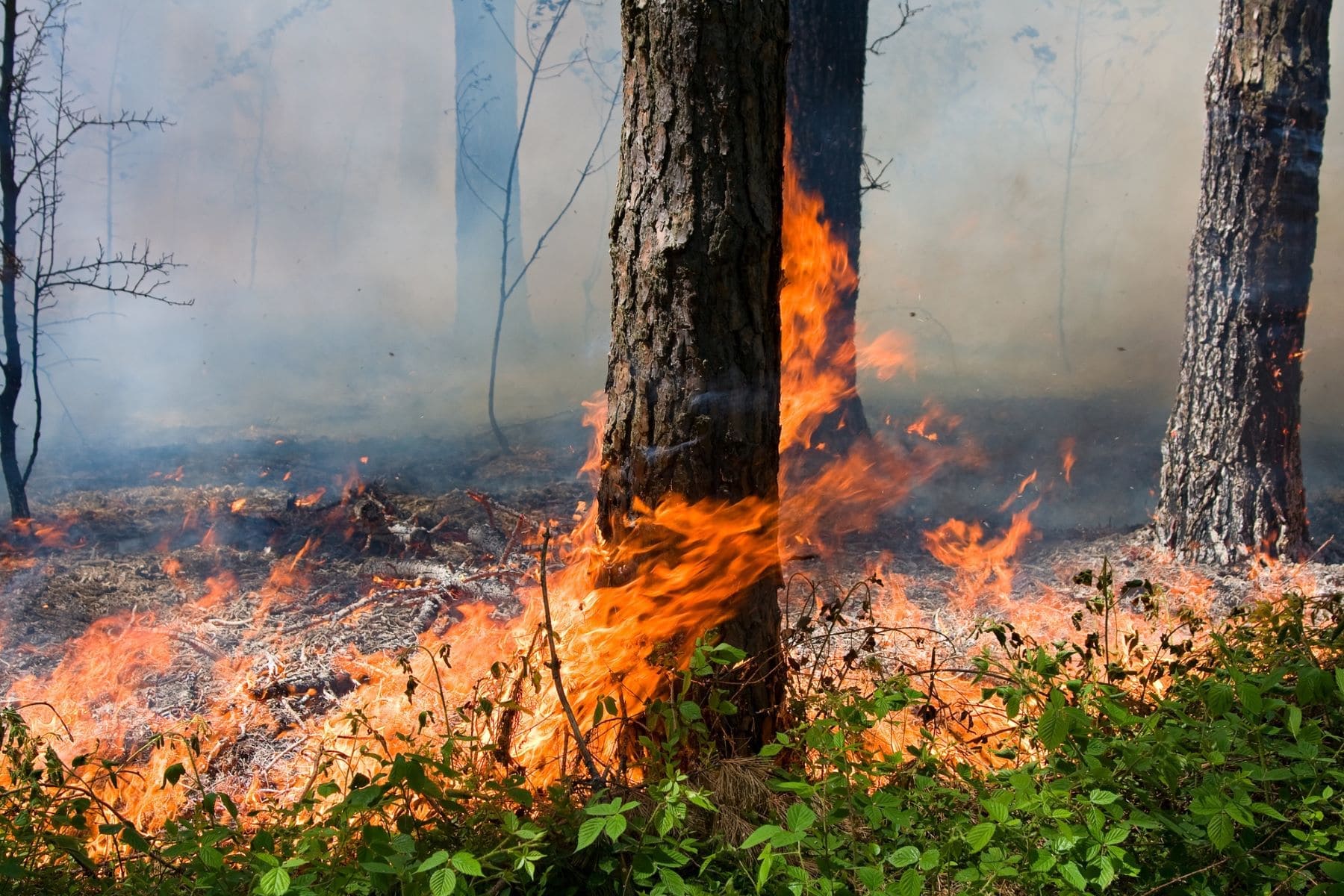 Decreto de incendios en Extremadura permite cambios perjudiciales en el medio ambiente y en el uso