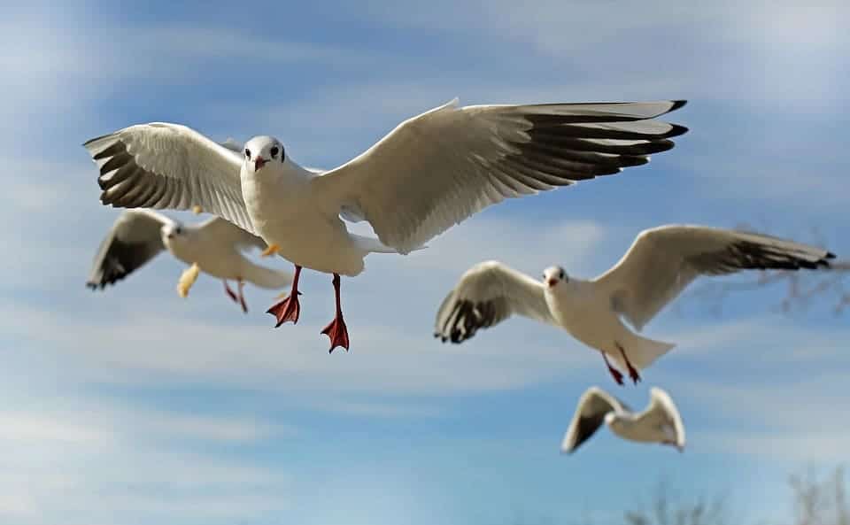 Día de las aves 2025: conservar aves y hábitats es clave para combatir el cambio climático