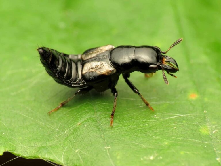 Ecuador: hallan más de 20 nuevas especies de escarabajos vagabundos en la Amazonía
