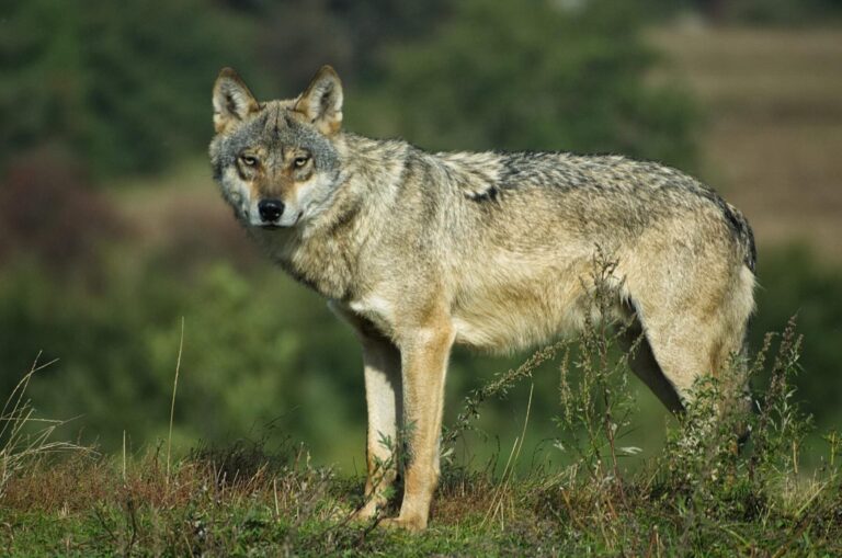 El lobo teme al ser humano, según un estudio de Current Biology que revela su naturaleza cautelosa