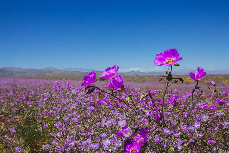 flores en el desierto de atacama: un espectáculo de vida en un paisaje árido y sorprendente