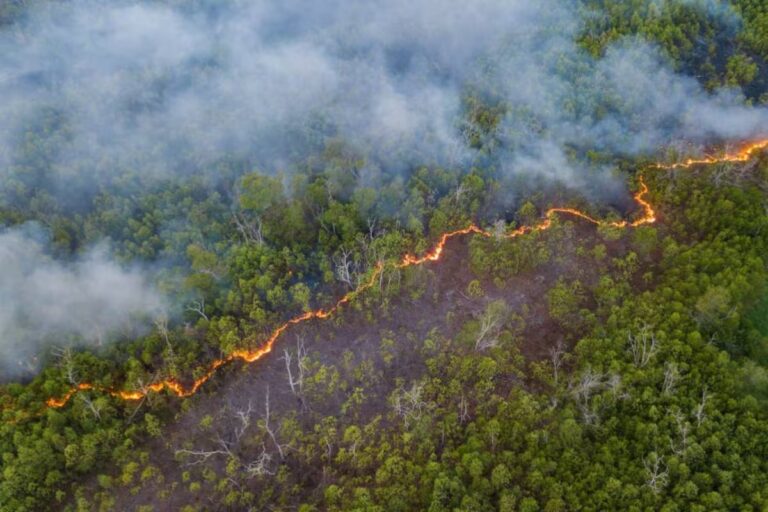 A pesar de los 13610 incendios en septiembre, los niveles en la Amazonía brasileña son los más