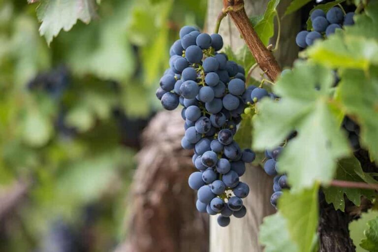 En 2024, la superficie dedicada a la agricultura ecológica cayó en 46,940 hectáreas, mientras