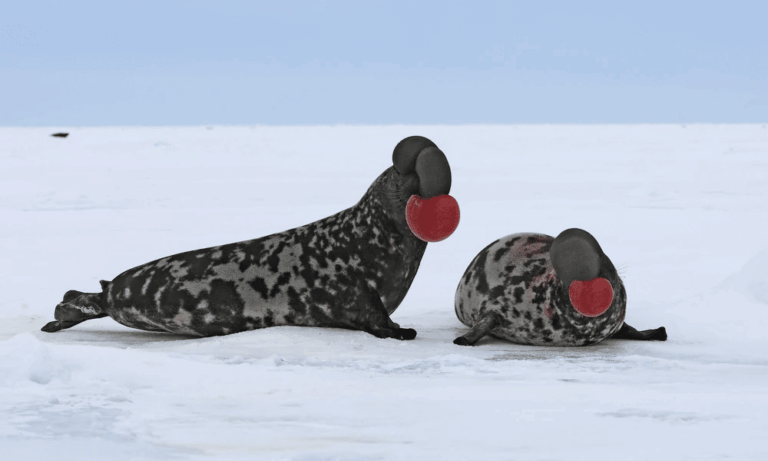 Focas del Ártico en peligro por el cambio climático, alerta la UICN sobre la foca capuchina y