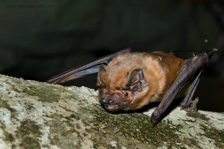 El nóctulo grande, el murciélago más grande de Europa, atrapa aves en vuelo nocturno