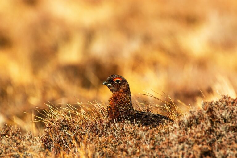 Cuarenta urogallos criados en cautividad en Valsemana serán liberados en los montes leoneses