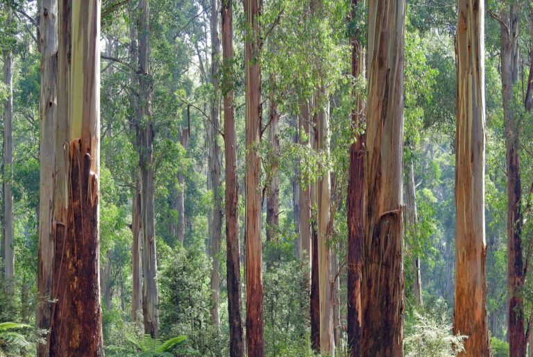 Los bosques nativos son perfectos para las aves, en cambio, los eucaliptales no ofrecen tantas