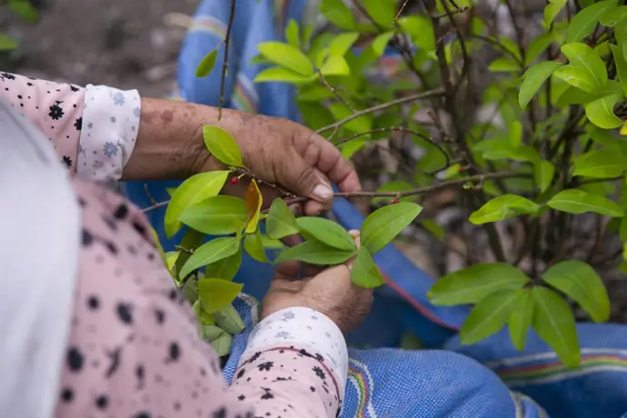 Harvard solicita eliminar la hoja de coca de la lista de sustancias prohibidas como un paso