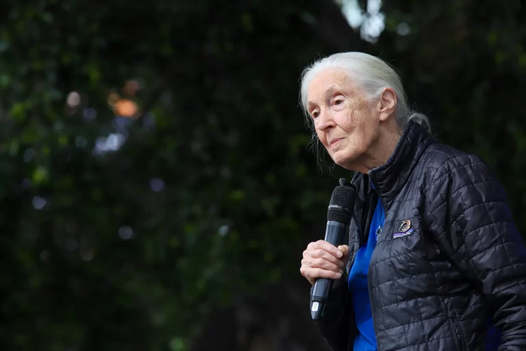 Fallece a los 91 años Jane Goodall, reconocida etóloga y experta en chimpancés. ¿Es posible