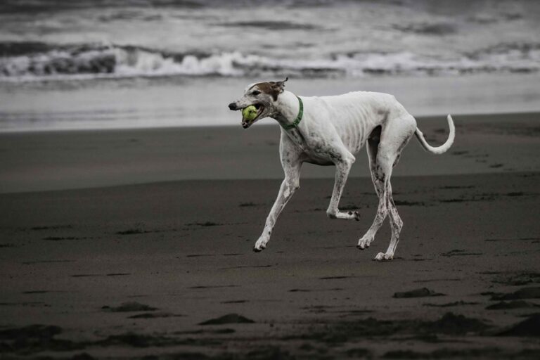 Un perro juega con una pelota en la playa.