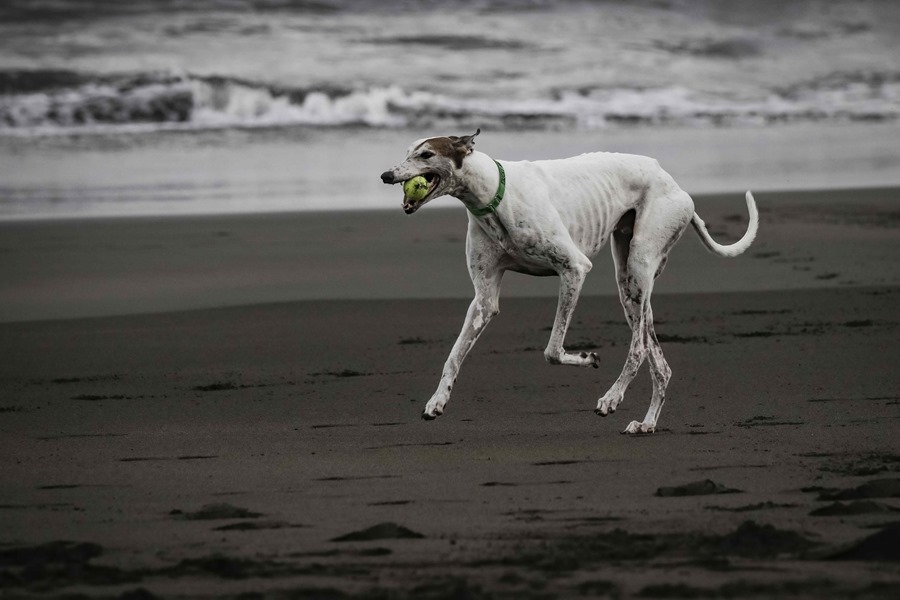 Un perro juega con una pelota en la playa.