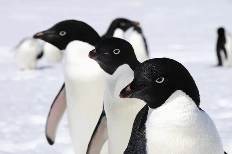 Científicos revelan que los pingüinos contribuyen a la contaminación en la Antártida y su