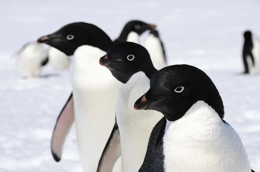 Científicos revelan que los pingüinos contribuyen a la contaminación en la Antártida y su