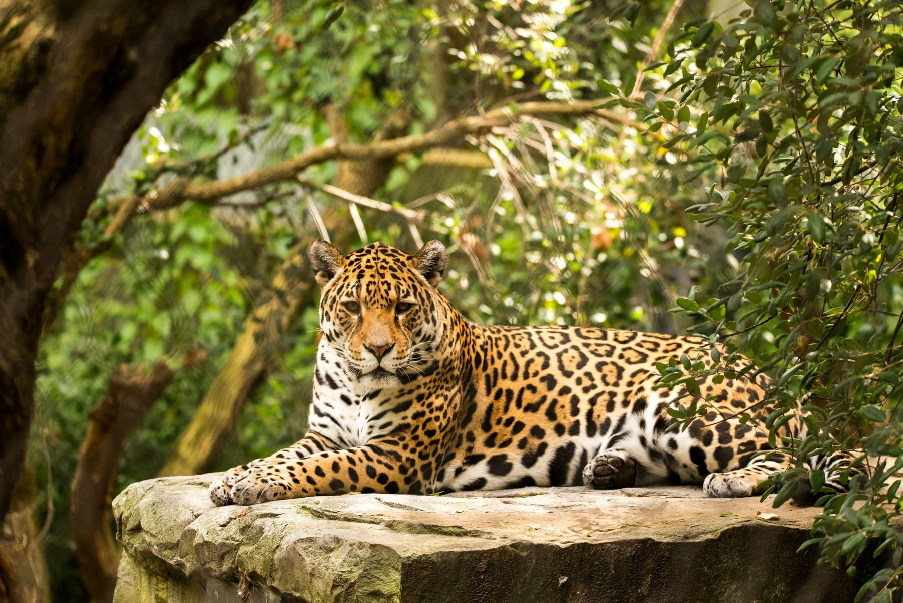 Plan conjunto de conservación del jaguar para 18 países en América Latina