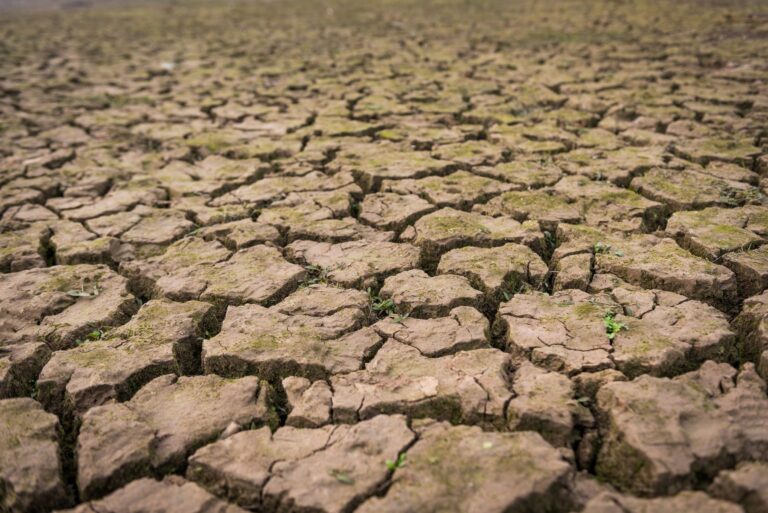 Las sequías provocadas por el cambio climático amenazan la capacidad de los pastizales para